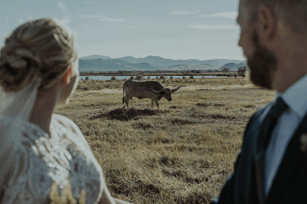 A photo of a bride and groom at a Montana wedding. Their heads are out of focus, framing in a bull grazing in a valley.